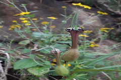 Ceropegia mahabalei